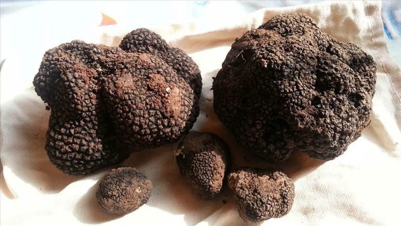 Topraktan yeni çıkarılmış trüf mantarları