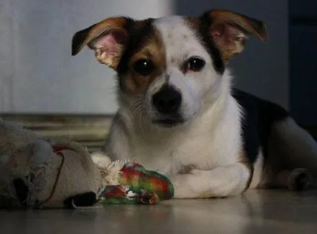 Almanya'da bir belediye binası önünde oturan bir Alman Kurdu köpeği, vergi sembolleriyle birlikte.