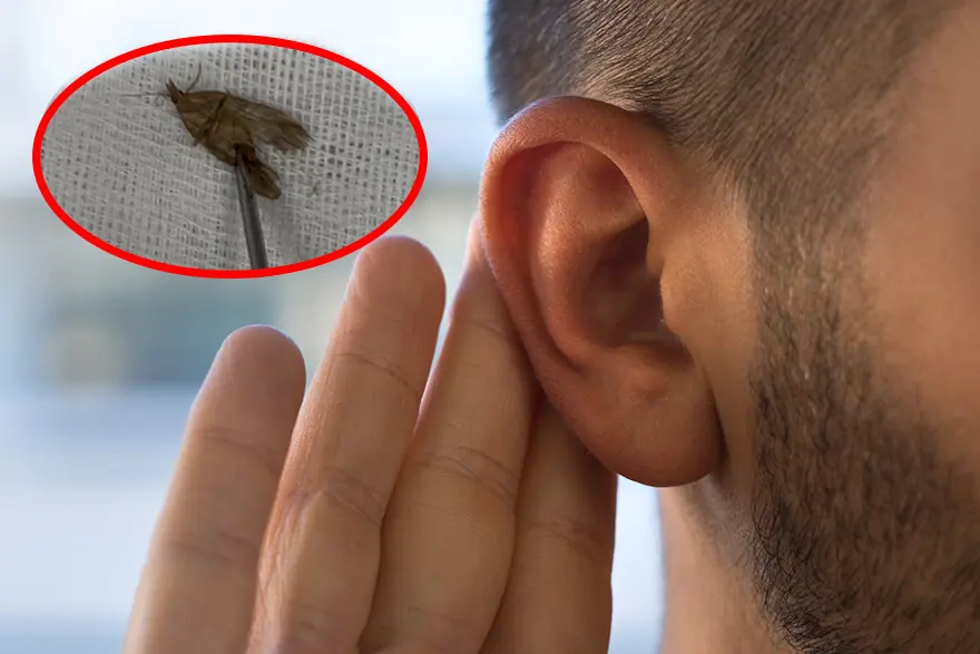 40 yaşındaki adamın kulağından canlı kelebek çıktı