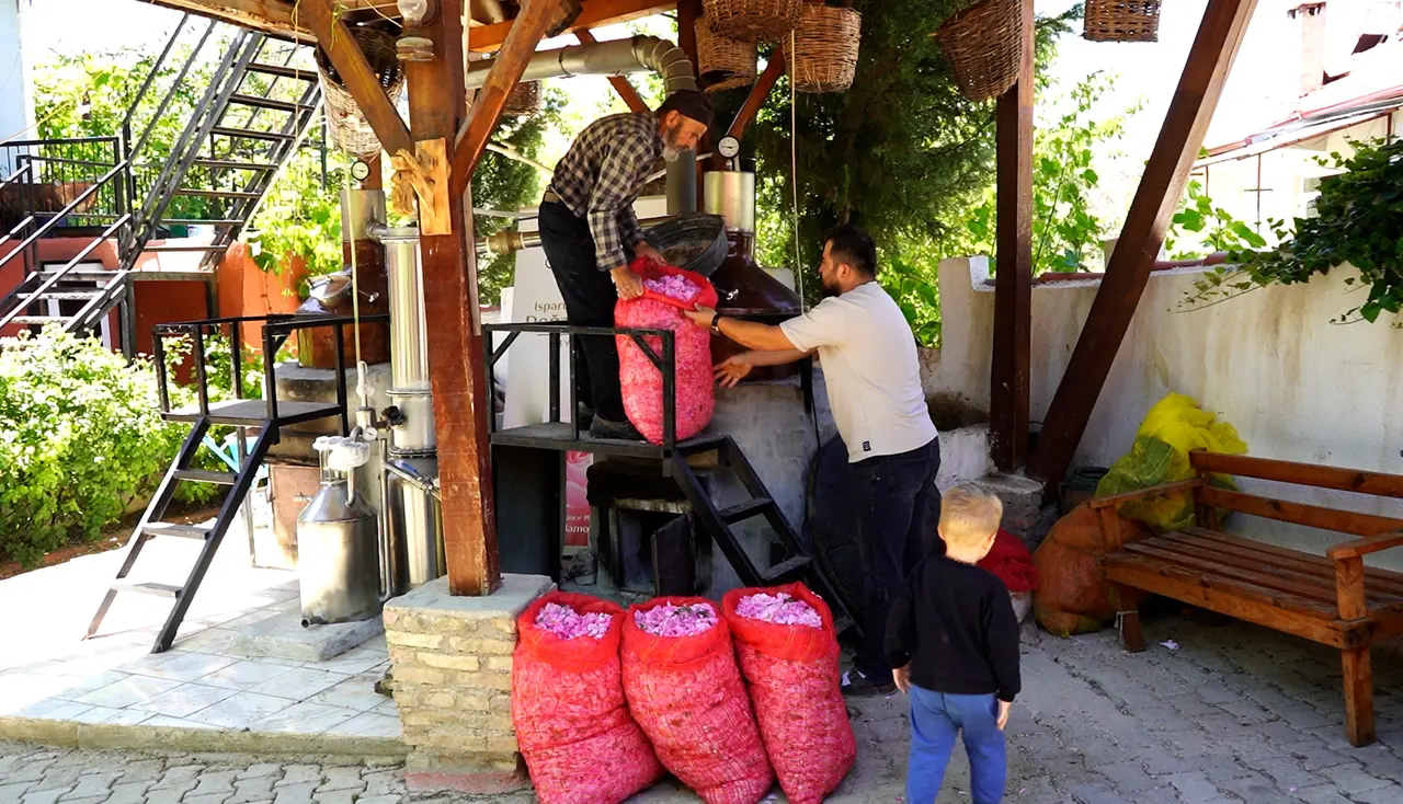 Isparta'nın Gül Hasadı: 50 Kilo Gülü 2 Saatte Altına Dönüştürüyorlar