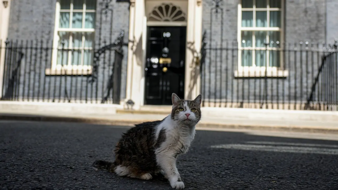 Downing Street'in değişmez ismi: Kedi Larry yedinci başbakanını karşıladı