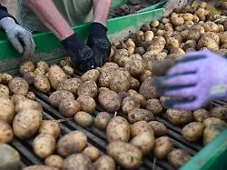Erhöhte Kartoffelpreise im Supermarktregal mit einem trockenen Kartoffelfeld im Hintergrund, das die geringe Ernte...
