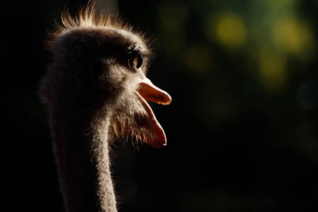 A farmer interacting with an ostrich on a farm.