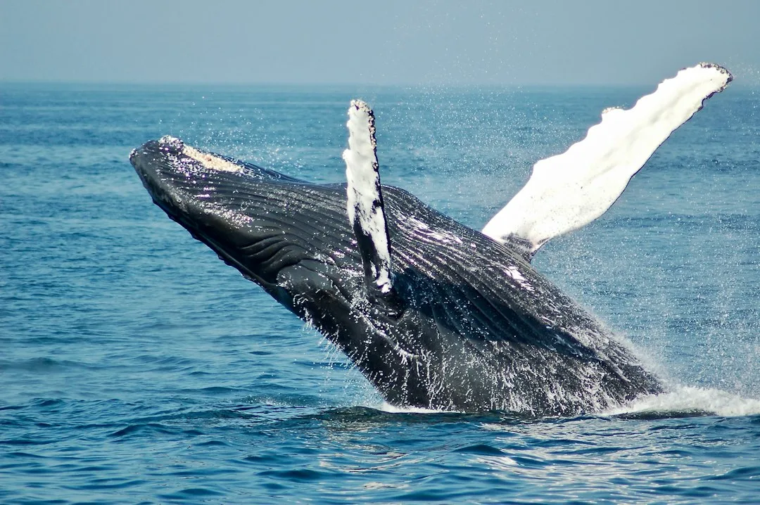 Whale Sinks Yacht in South Pacific; Four Sailors Rescued After 18-Hour Ordeal